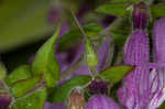 Small's beardtongue